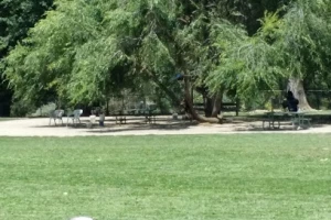 Bear Creek Dog Park (Medford, OR)
