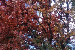 Denton Katy Trail - Hiking & Cycling Greenbelt