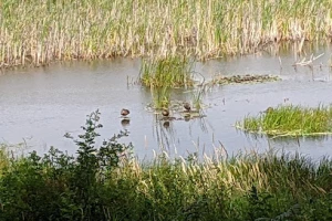 John C Pointner Memorial Wildlife Sanctuary Trail