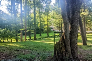 McClatchey Park