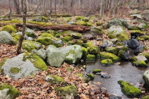 Mianus River State Park Scenic Reserve