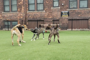 Midtown Dog Park